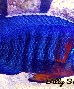 AULONOCARA HANSBAENSCHI FORT MAGUIRE *RED SHOULDER* SHOW MALE 4"