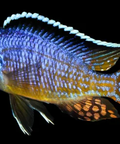AULONOCARA HUSERI "LIKOMA" (MIDNIGHT) 4-5" show male
