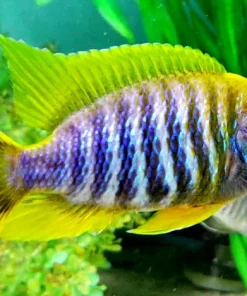 AULONOCARA JACOBFREIBERGI MAMELA "UNDU REEF" (LEMON JAKE) 3" SHOW MALE