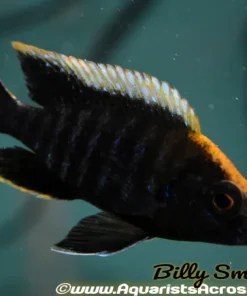 AULONOCARA MAYLANDI ECCLES REEF *SULFURHEAD* (HOUSEBRED F1) 3.5" SHOW MALE