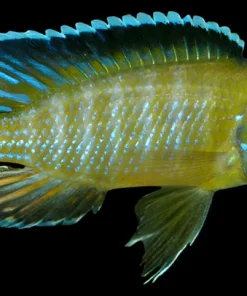 AULONOCARA STUARTGRANTI "STEVENI USISYA" (FLAVESCENT) HOUSEBRED F1 2"