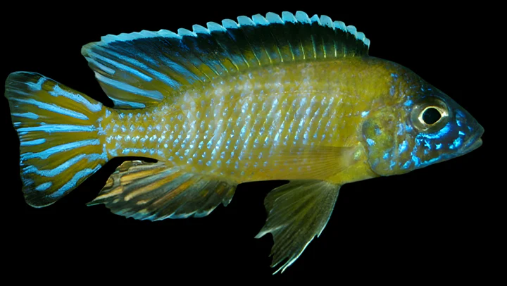 AULONOCARA STUARTGRANTI "STEVENI USISYA" (FLAVESCENT) HOUSEBRED F1 2"