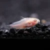 Albino Corydoras (Corydoras aeneus var.) for Sale Canada | Albino Cory Catfish