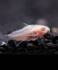 Albino Corydoras (Corydoras aeneus var.) for Sale Canada | Albino Cory Catfish