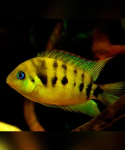 GOLDEN CONVICT CICHLID (Amatitlania nanoluteus) *RARE*