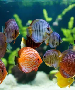 DISCUS ASSORTED *Symphysodon aequifasciatus* 2.5-3.5"
