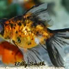 Calico Moor Goldfish (Carassius auratus) 2.5" for Sale Canada | Premium Telescope Eye Fancy Goldfish