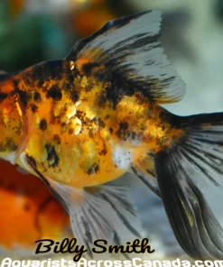 Calico Moor Goldfish (Carassius auratus) 2.5" for Sale Canada | Premium Telescope Eye Fancy Goldfish