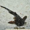 XL Banjo Catfish (Bunocephalus coracoideus) for Sale Canada | Rare Driftwood Catfish