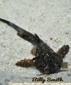XL Banjo Catfish (Bunocephalus coracoideus) for Sale Canada | Rare Driftwood Catfish