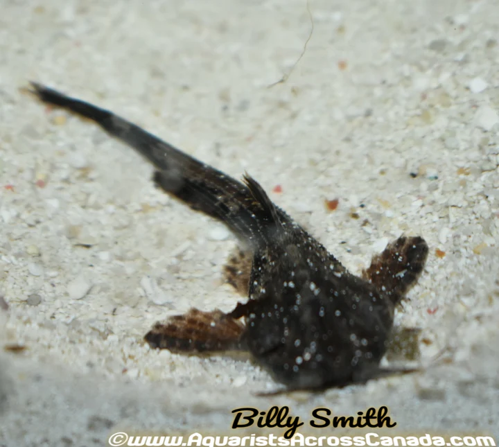 XL Banjo Catfish (Bunocephalus coracoideus) for Sale Canada | Rare Driftwood Catfish