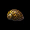 Batik Nerite Snail (Neritina natalensis) for Sale Canada | Premium Algae Eater