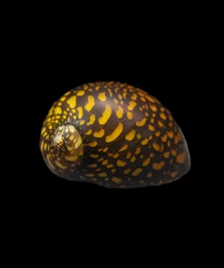 Batik Nerite Snail (Neritina natalensis) for Sale Canada | Premium Algae Eater