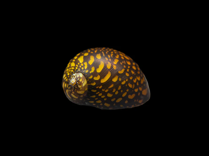 Batik Nerite Snail (Neritina natalensis) for Sale Canada | Premium Algae Eater