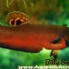 Captive Bred Betta macrostoma for Sale in Canada | 1.5–2 Inch Unsexed Solo