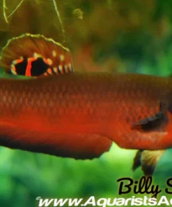 Captive Bred Betta macrostoma for Sale in Canada | 1.5–2 Inch Unsexed Solo