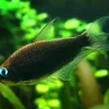 Black Emperor Tetra (Nematobrycon palmeri) for Sale Canada | Elegant Community Fish