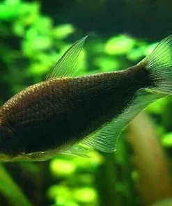 Black Emperor Tetra (Nematobrycon palmeri) for Sale Canada | Elegant Community Fish