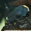 Black Ghost Knife Fish 3–4 Inch for Sale in Canada | Apteronotus albifrons