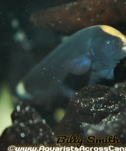 Black Ghost Knife Fish 3–4 Inch for Sale in Canada | Apteronotus albifrons