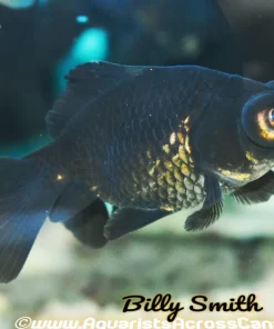 Black Moor Goldfish (Carassius auratus) 3" for Sale Canada | Premium Telescope Eye Fancy Goldfish