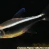 Black Neon Tetra (Hyphessobrycon herbertaxelrodi) For Sale Canada | Schooling Aquarium Fish