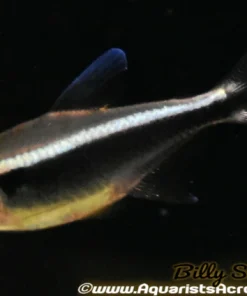 Black Neon Tetra (Hyphessobrycon herbertaxelrodi) For Sale Canada | Schooling Aquarium Fish