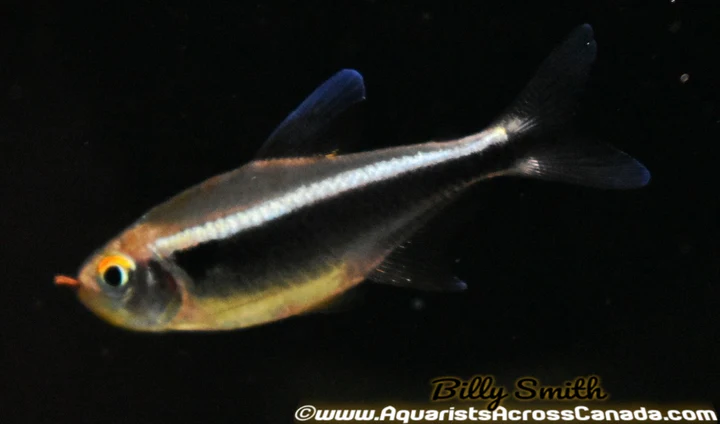 Black Neon Tetra (Hyphessobrycon herbertaxelrodi) For Sale Canada | Schooling Aquarium Fish