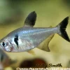 Black Phantom Tetra (Hyphessobrycon megalopterus) For Sale Canada | Premium Schooling Fish