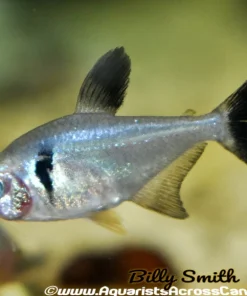 Black Phantom Tetra (Hyphessobrycon megalopterus) For Sale Canada | Premium Schooling Fish