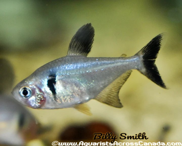 Black Phantom Tetra (Hyphessobrycon megalopterus) For Sale Canada | Premium Schooling Fish