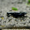 Black Shrimp (Neocaridina davidi) for Sale Canada | Premium Freshwater Aquarium Shrimp