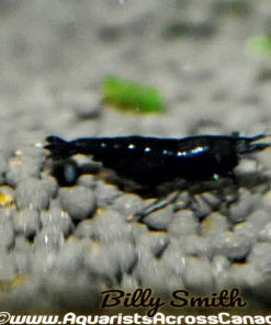 Black Shrimp (Neocaridina davidi) for Sale Canada | Premium Freshwater Aquarium Shrimp