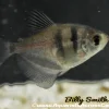 Black Skirt Tetra (Gymnocorymbus ternetzi) for Sale Canada | Hardy Community Schooling Fish