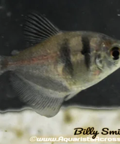 Black Skirt Tetra (Gymnocorymbus ternetzi) for Sale Canada | Hardy Community Schooling Fish