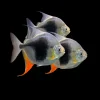 Blackberry Silver Dollar (Myleus sp. Blackberry) for Sale Canada | Rare Exotic Silver Dollar