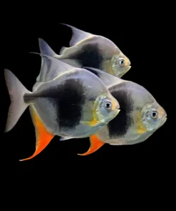 Blackberry Silver Dollar (Myleus sp. Blackberry) for Sale Canada | Rare Exotic Silver Dollar