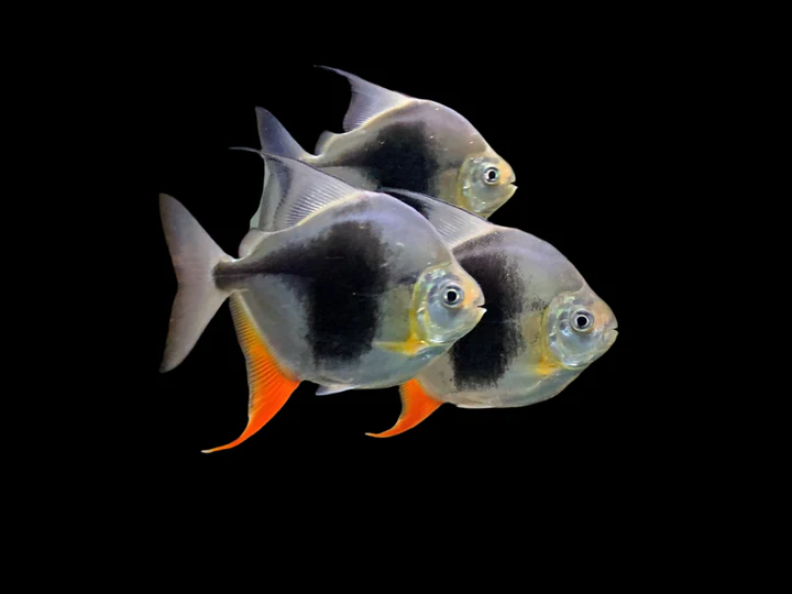 Blackberry Silver Dollar (Myleus sp. Blackberry) Canada | Buy Rare Silver Dollar Fish Online