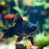 Black Dragon Eye Broad Tail Goldfish (Carassius auratus) Large A Grade for Sale Canada