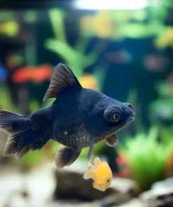 Black Dragon Eye Broad Tail Goldfish (Carassius auratus) Large A Grade for Sale Canada