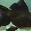 Black Jellyhead Oranda Goldfish (Carassius auratus) 2" for Sale Canada | Premium Fancy Goldfish