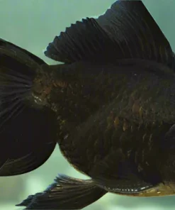 Black Jellyhead Oranda Goldfish (Carassius auratus) 2" for Sale Canada | Premium Fancy Goldfish
