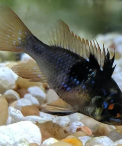 BLACK KNIGHT RAM (Mikrogeophagus ramirezi. Sp) 1.25-1.5" D2405MJ
