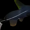 Black Lancer Catfish (Bagrichthys macracanthus) for Sale Canada | Rare Catfish
