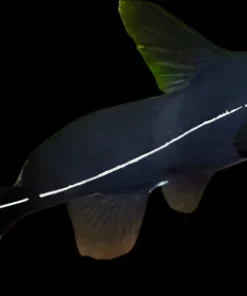 Black Lancer Catfish (Bagrichthys macracanthus) for Sale Canada | Rare Catfish