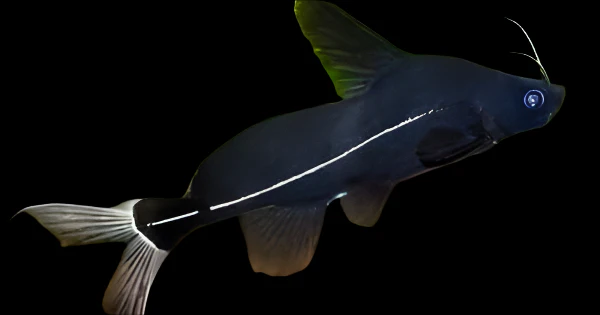 Black Lancer Catfish (Bagrichthys macracanthus) for Sale Canada | Rare Catfish