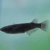 Black Medaka Rice Fish (Oryzias latipes) for Sale Canada | Premium Nano Aquarium Fish