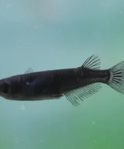 Black Medaka Rice Fish (Oryzias latipes) for Sale Canada | Premium Nano Aquarium Fish