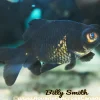 Black Moor Goldfish (Carassius auratus) 4" for Sale Canada | Premium Fancy Goldfish