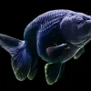 Black Ranchu Goldfish (Carassius auratus) for Sale Canada | Premium Fancy Goldfish